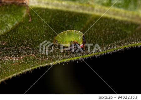 Adult Buffalo Treehopper 94022353
