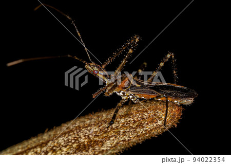 Adult Assassin Bug Adult Assassin Bug 94022354
