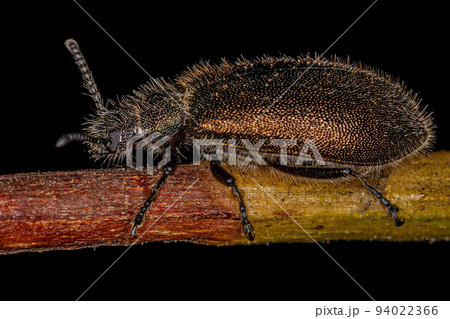 Adult Long-jointed Beetle 94022366