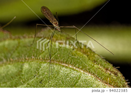 Limoniid Crane Fly Limoniid Crane Fly 94022385