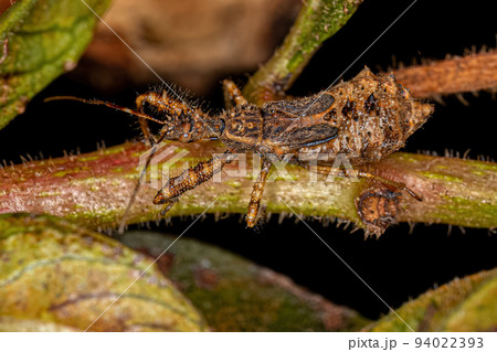 Assassin Bug Nymph Assassin Bug Nymph 94022393