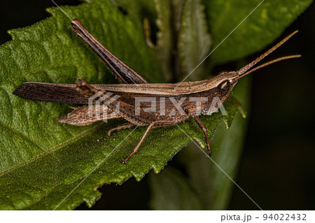 Adult Short-horned Grasshopper Adult Short-horned Grasshopper 94022432