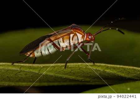 Adult Leaf-footed Bug Adult Leaf-footed Bug 94022441