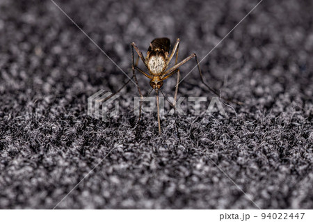 Adult Culicine Mosquito Adult Culicine Mosquito 94022447