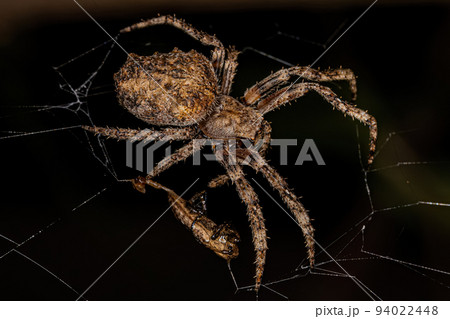 Small Orbweaver Spider Small Orbweaver Spider 94022448