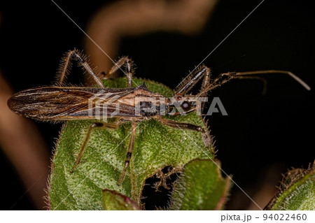 Adult Assassin Bug Adult Assassin Bug 94022460