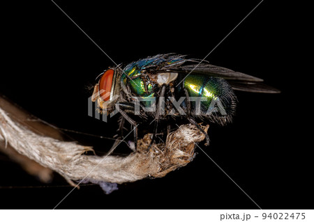 Adult Greenbottle Fly 94022475