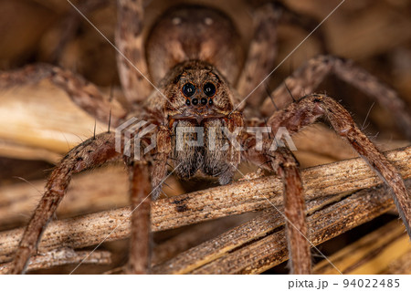 Small Wolf Spider 94022485