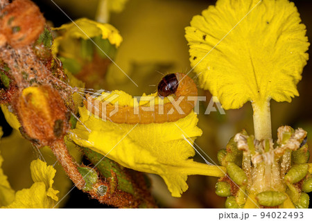 small moth larva small moth larva 94022493