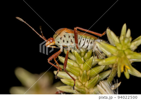 Adult Leaf-footed Bug Adult Leaf-footed Bug 94022500