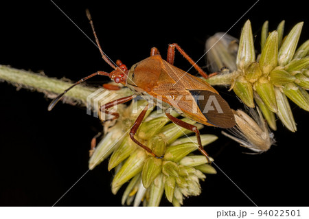 Adult Leaf-footed Bug 94022501