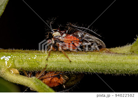 Adult Treehopper Insect 94022502