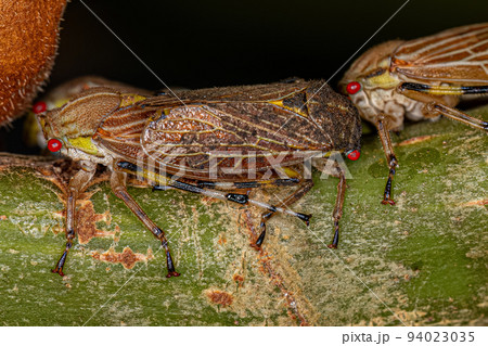Adult Aetalionid Treehopper 94023035