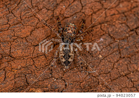 Adult Male Jumping Spider Adult Male Jumping Spider 94023057