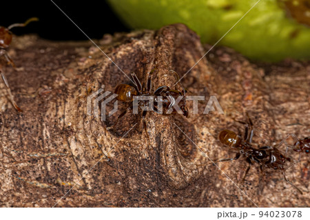 Adult Cecropia Ants Adult Cecropia Ants 94023078