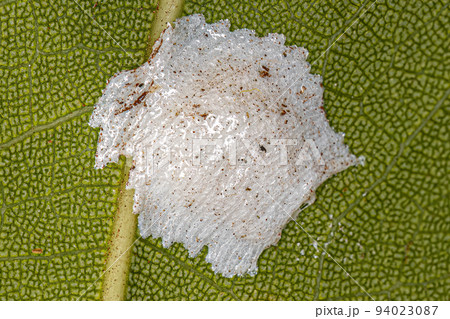 Brochosomes for eggs of insects Brochosomes for eggs of insects 94023087