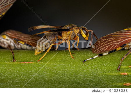 Adult Paper Wasp 94023088