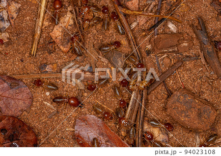 Adult Jawsnouted Termites Adult Jawsnouted Termites 94023108