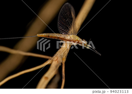 Adult Female Mayfly Insect Adult Female Mayfly Insect 94023113