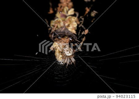 Small Trashline Orbweaver Spider Small Trashline Orbweaver Spider 94023115