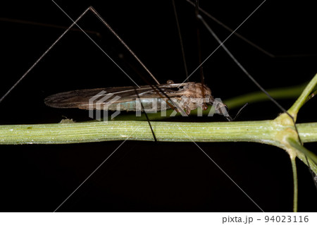 Adult Limoniid Crane Fly Adult Limoniid Crane Fly 94023116