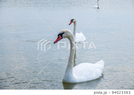 Two Graceful white Swans swimming in the lake, swans in the wild 94023363