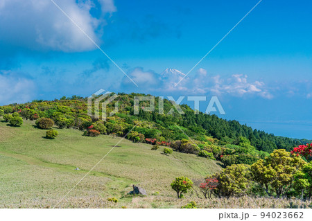 (静岡県)ヤマツツジ咲く達磨山高原 海越しの富士山 (静岡県)ヤマツツジ咲く達磨山高原 海越しの富士山 94023662