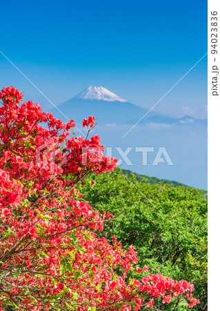 （静岡県）ヤマツツジ咲く達磨山高原　海越しの富士山 94023836