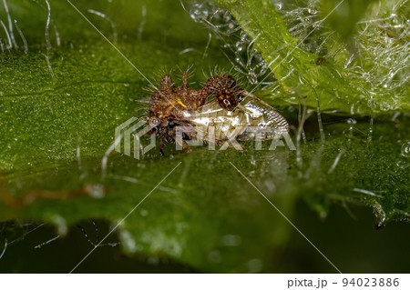 Adult Ant-mimicking Treehopper 94023886