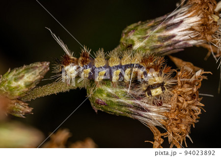 Small tiger moth caterpillar Small tiger moth caterpillar 94023892