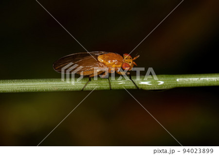 Adult Lauxaniid Fly Adult Lauxaniid Fly 94023899
