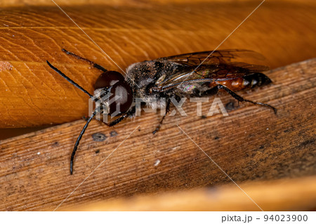 Adult Male Wasp 94023900