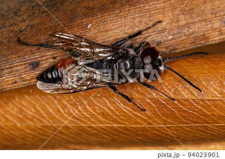 Adult Male Wasp 94023901