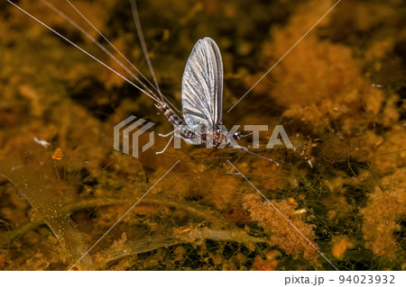 Small Adult Mayfly Small Adult Mayfly 94023932