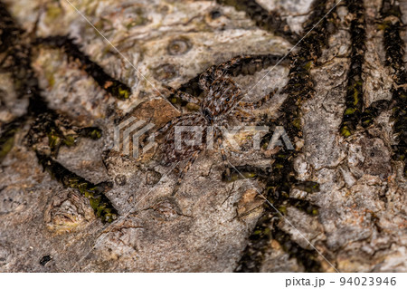 small jumping spider 94023946