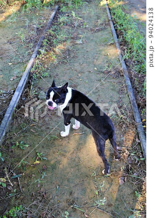 西武安比奈線の廃線跡を楽しく散歩しながら後ろを振り返って見つめる可愛いボストンテリアのマイティ君♡ 94024138