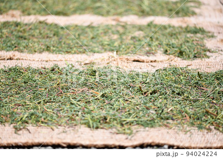 キシマメ（カワラケツメイ）の天日干し 94024224