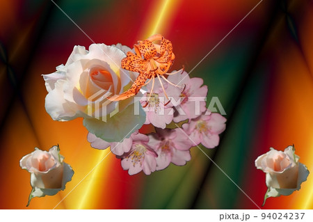 華　色々　開花1! 94024237