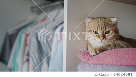 The ginger cat lies on towels in the dressing room. 94024691