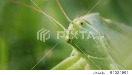 Big green locust eating grass, 4k macro video 94024692