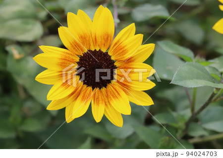 日本の秋の庭に咲くルドベキアの黄色い花 94024703