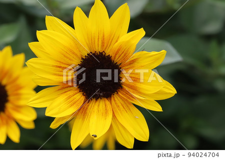 日本の秋の庭に咲くルドベキアの黄色い花 94024704