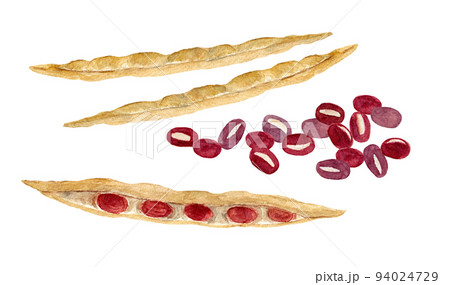 小豆の手描き水彩イラスト 小豆の手描き水彩イラスト 94024729