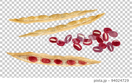 小豆手繪水彩插圖 94024729