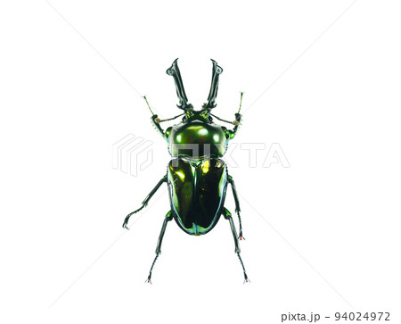 世界一美しいクワガタ 世界一美しいクワガタ 94024972