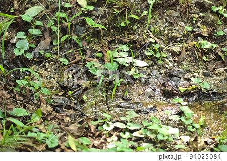 オニヤンマ 94025084