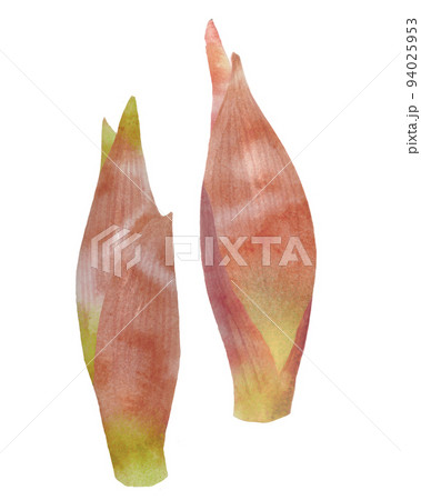 手書きのミョウガの水彩イラスト 94025953