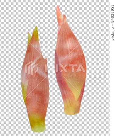 手書きのミョウガの水彩イラスト 94025953