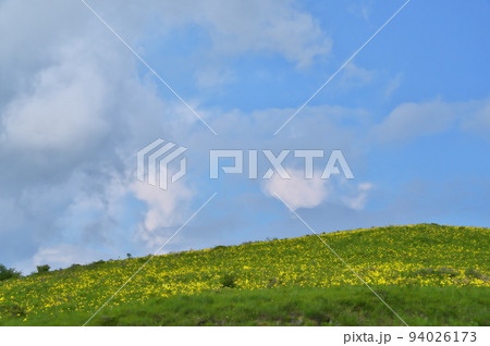 ニッコウキスゲ 車山 ニッコウキスゲ 車山 94026173