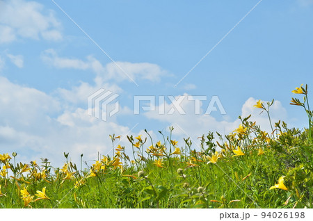 ニッコウキスゲ 車山 ニッコウキスゲ 車山 94026198
